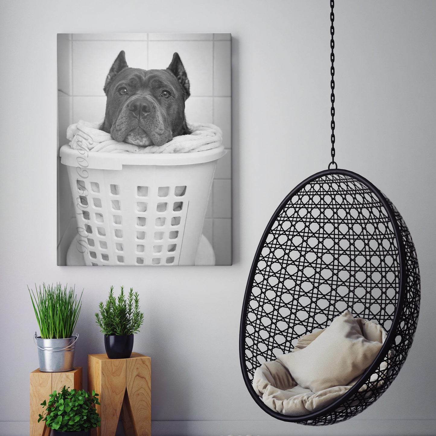 Cane Corso Dog Laundry