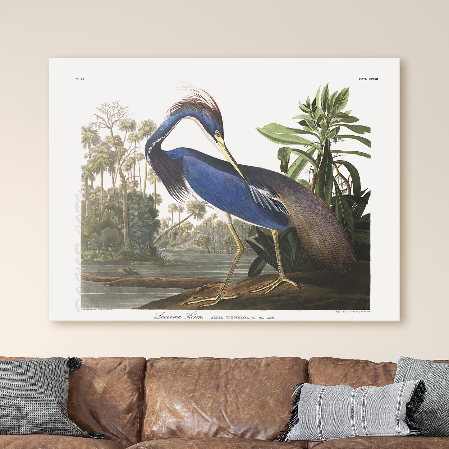 Louisiana Heron, Birds of America