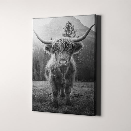 Highland Cow Scottish Cattle Black & White