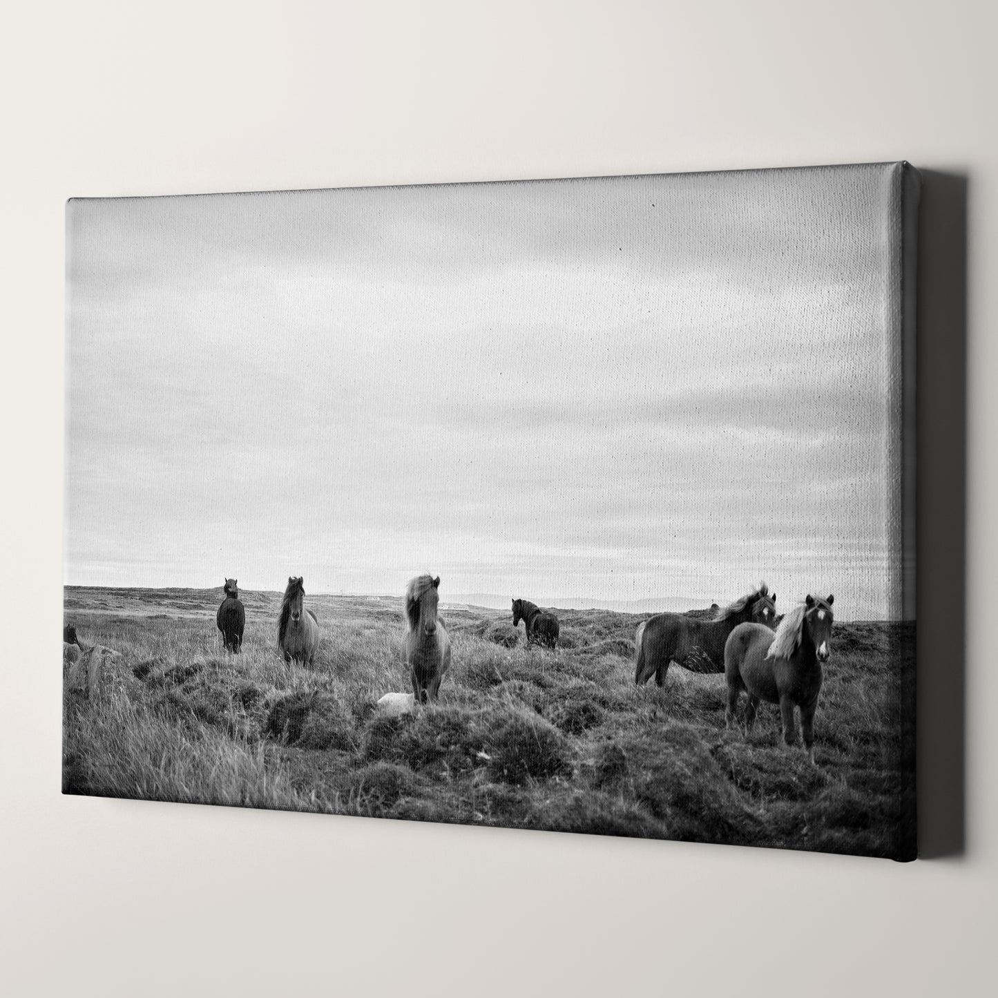 Wild Horses In Field