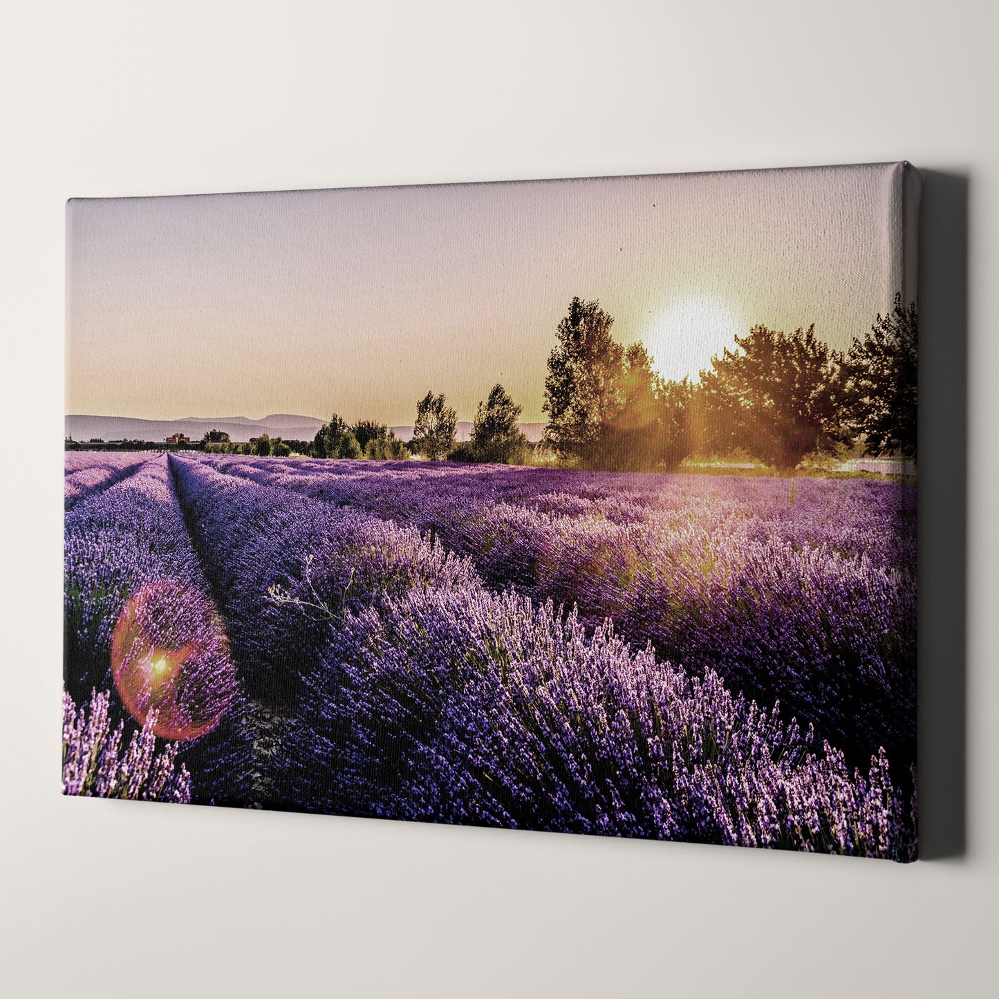 Sunset Over Lavender Fields