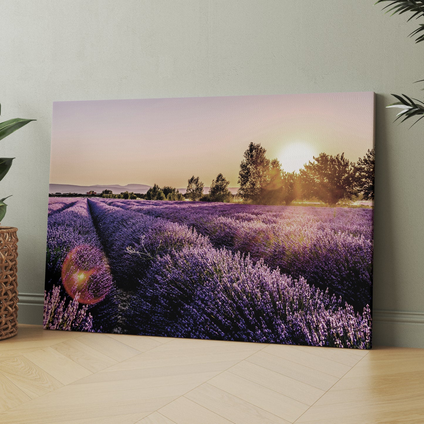 Sunset Over Lavender Fields