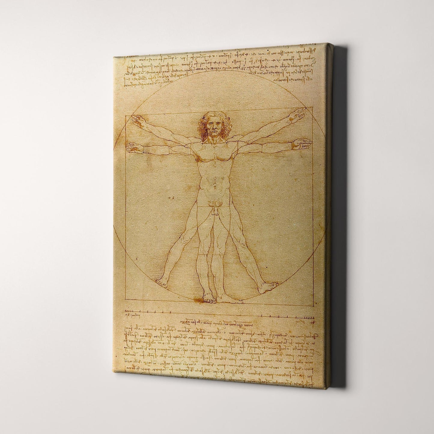 Vitruvian Man Drawing by Leonardo da Vinci