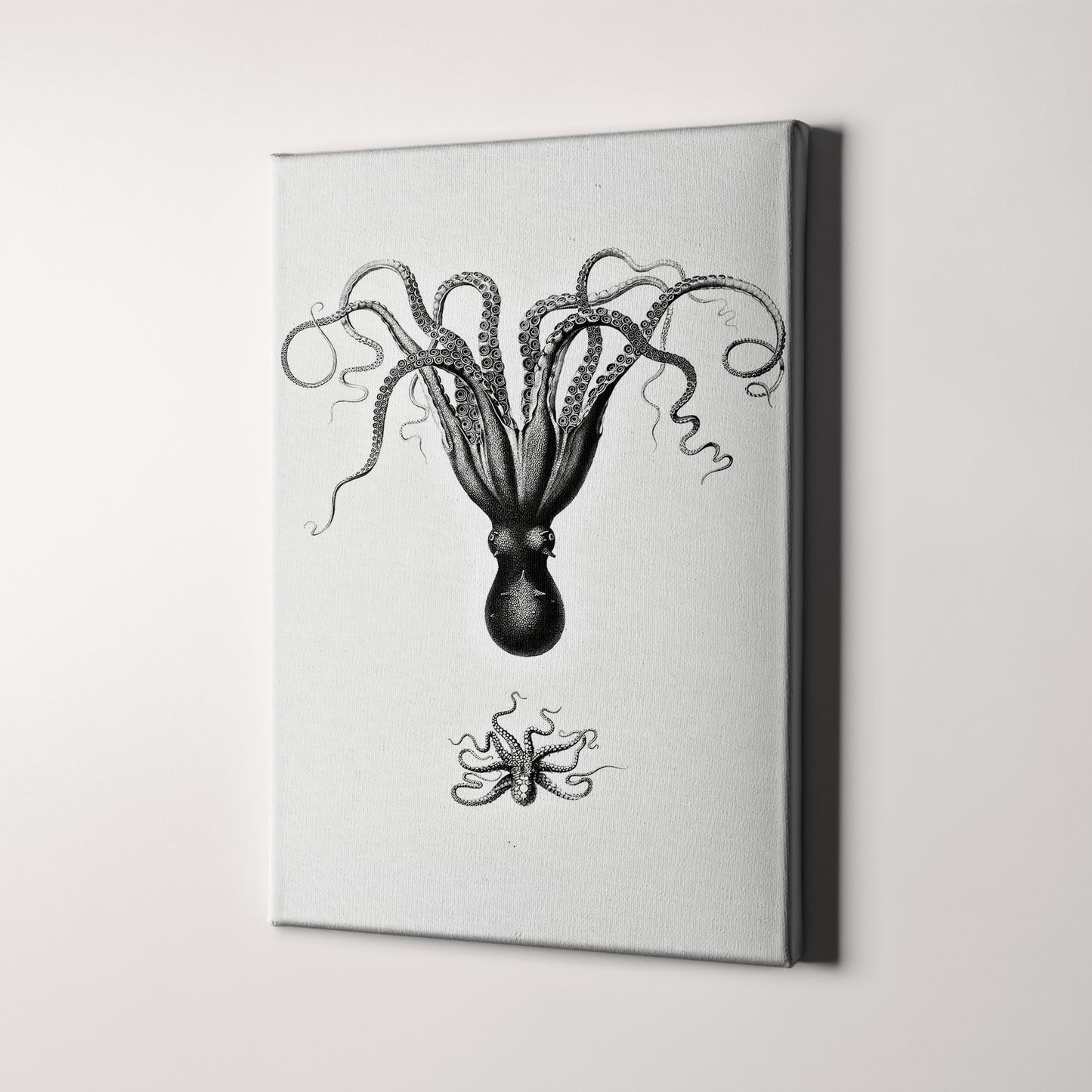 Octopus Illustration