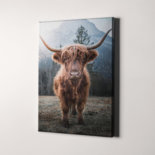 Highland Cow Scottish Cattle