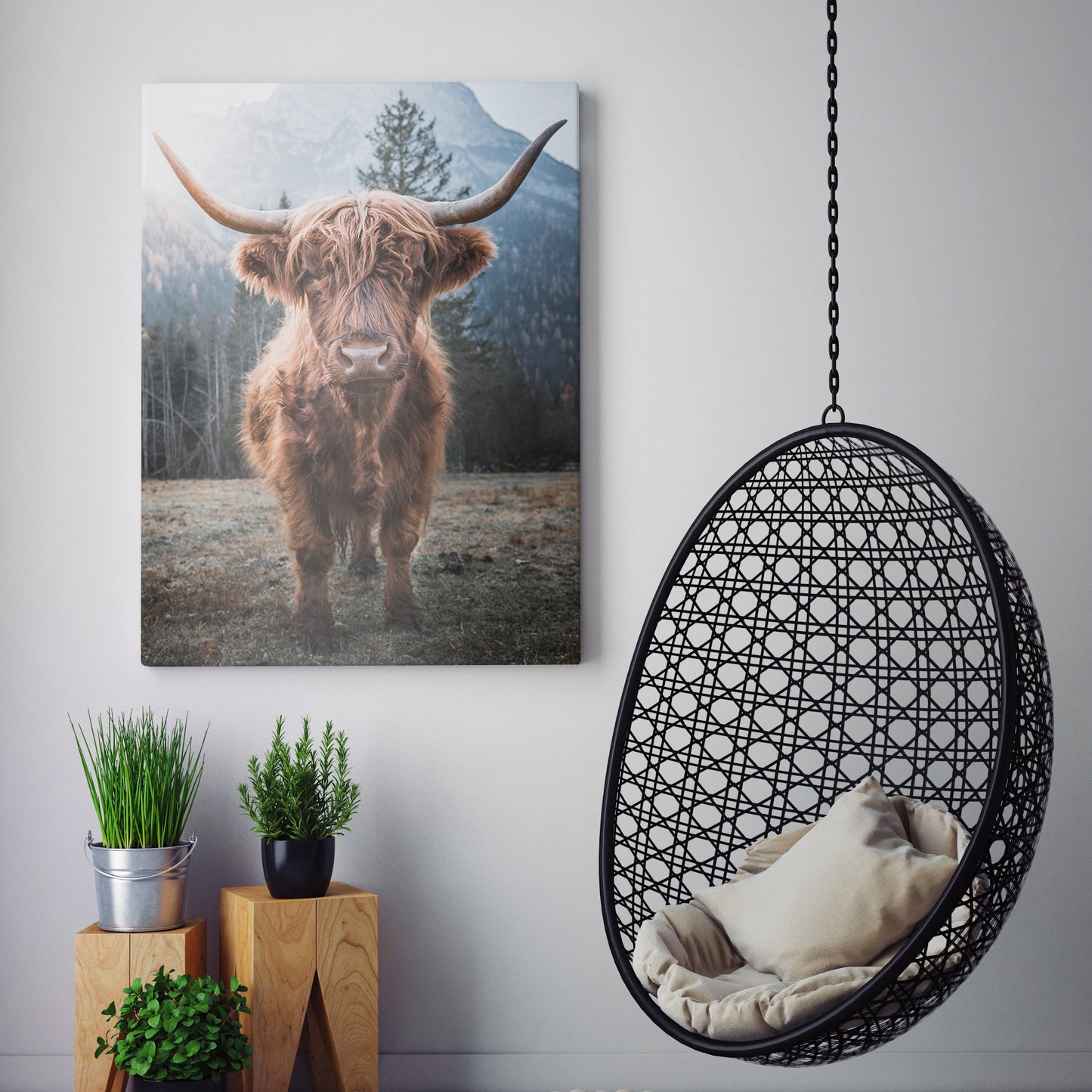 Highland Cow Scottish Cattle